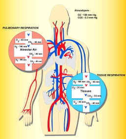 Respiration